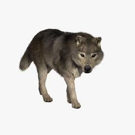 Wolf  FUR ANIMATED